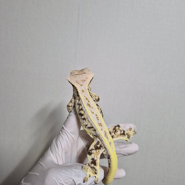 릴리화이트 풀핀