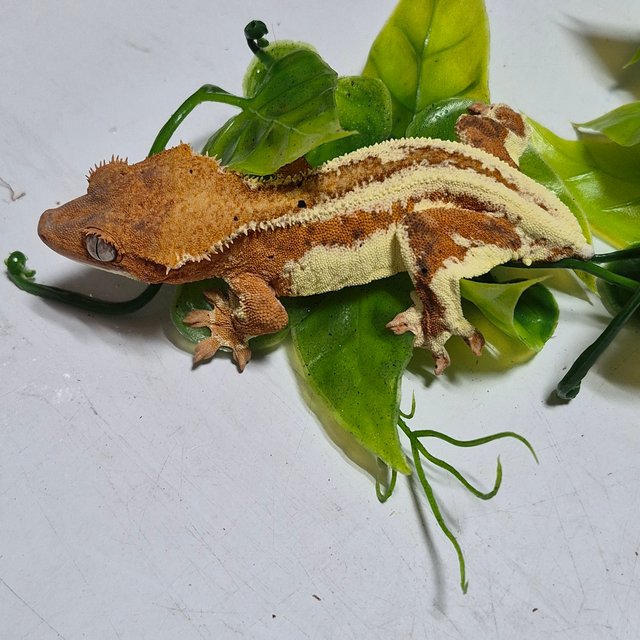 레드 풀핀 핀스트라이프