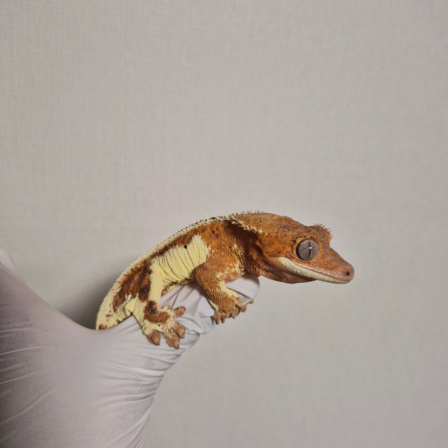 레드 풀핀 핀스트라이프