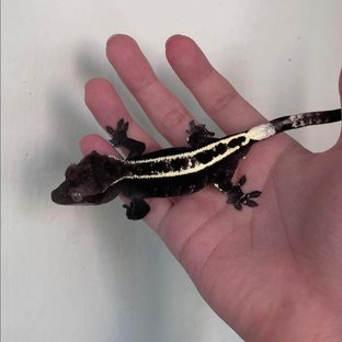 카푸치노 아잔틱 다크 (부)