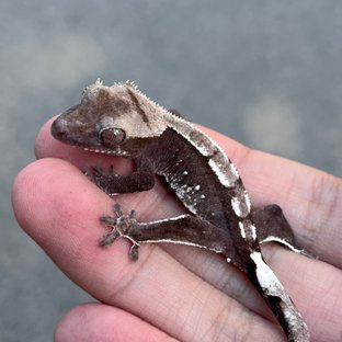 Axanthic White Spot