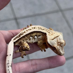 100% Het Axanthic Super Stripe White Spot Quad