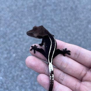 Axanthic Full Pinstripe