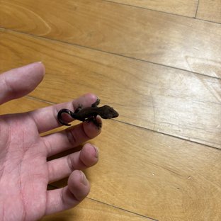 s급 메인차콜