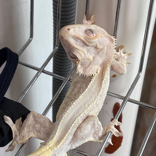 Lilly 100% Het Axanthic Solid Back