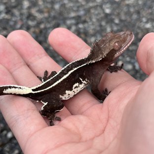Axanthic White Spot Super Stripe