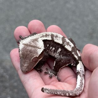 Axanthic White Spot