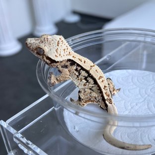 100% Het Axanthic White Spot White