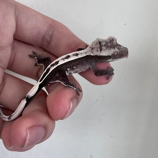 Axanthic White Spot White Full Pinstripe