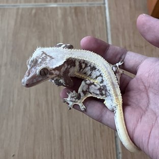 릴잔틱 솔리드백 드리피 화이트스팟