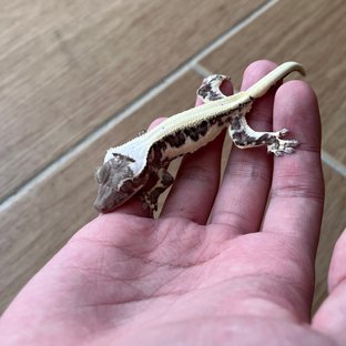 릴잔틱 솔리드백