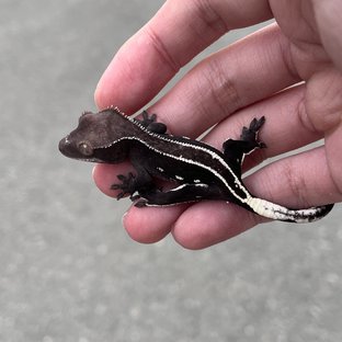 Axanthic White Pin Full Pinstripe White Spot