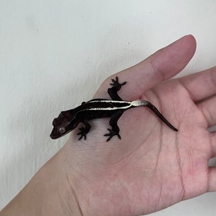 Cappuccino Axanthic