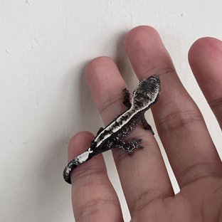 카푸치노 아잔틱 화이트스팟