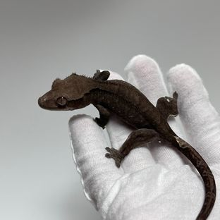 Feedle | Import your Geckos & Reptiles