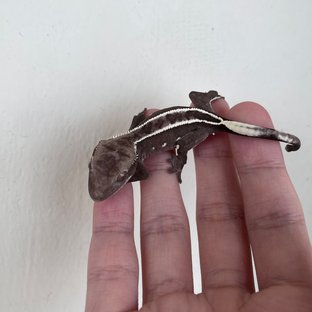 아잔틱 풀핀 화이트핀