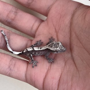 화이트 카푸치노 아잔틱