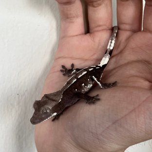 Axanthic White Spot