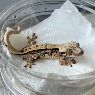 100% Het Axanthic White Spot White