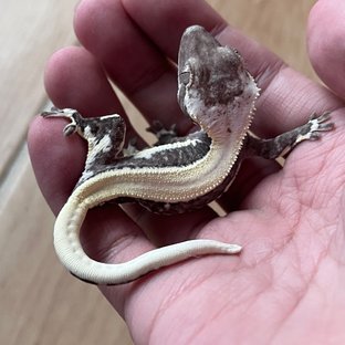 Solid Back Lilly Axanthic