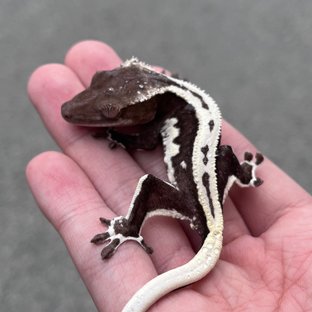 Lilly Axanthic Dark