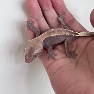 하이포 카푸치노