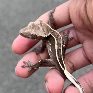 Axanthic Full Pinstripe