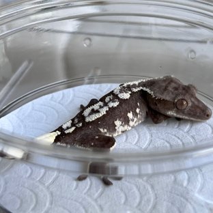 Axanthic White Spot