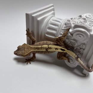 세이블 100%헷아잔틱