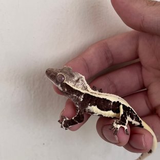 릴잔틱 솔리드백