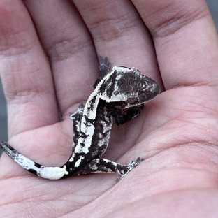 Axanthic White Spot