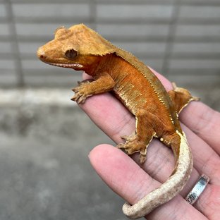 100% Het Chocho Red Bi