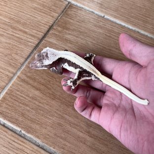 릴잔틱 솔리드백