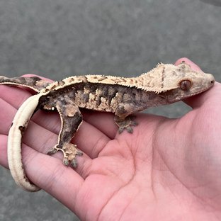 100% Het Axanthic White Spot