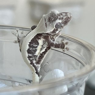 Lilly Axanthic Solid Back White