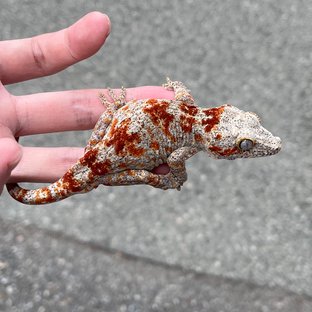 Red Blotched Skeleton
