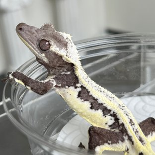 Lilly Axanthic