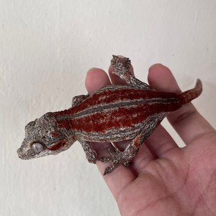 레드 스트라이프