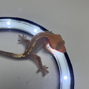 하이포 카푸치노