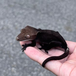 Axanthic Black