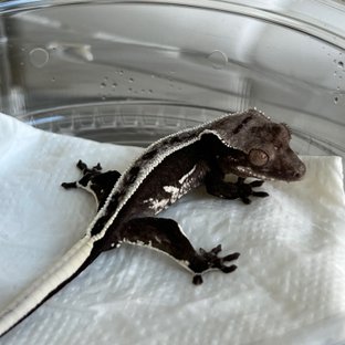 Axanthic Quad White Spot