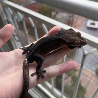 챠콜 팬텀 카푸치노