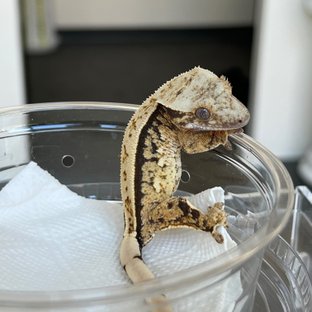 100% Het Axanthic Full Pinstripe Quad White Spot