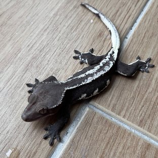 릴잔틱