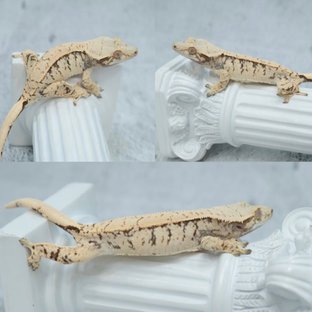 업범벅