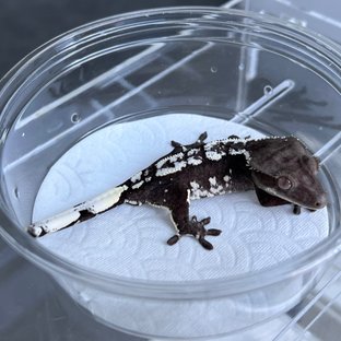 Axanthic White Spot
