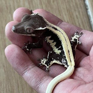 Lilly Axanthic Super Stripe