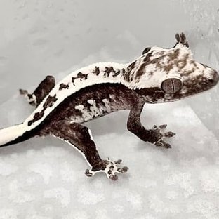 Axanthic