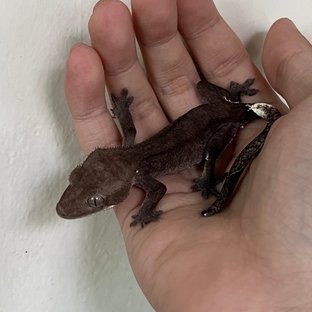 Axanthic