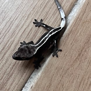 Axanthic Full Pinstripe